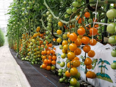 ＜先行予約＞ カラフルミニトマト 1.5kg! ミニトマト 飛騨市