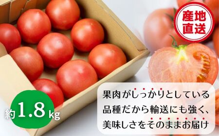 《先行予約》令和8年産 飛騨トマト 約1.8kg 