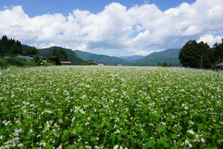 日本そば そば 蕎麦 乾麺 200g×17袋 2回送付 定期便 飛騨 奥飛騨朴念そば 定期便 お楽しみ [Q1931x] 100000円 10万円