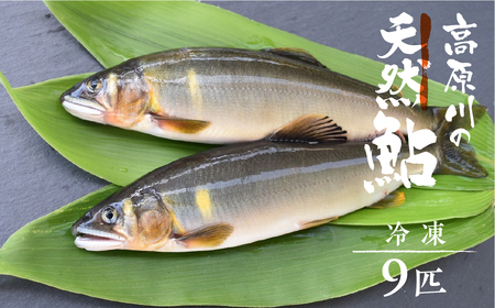 冷凍鮎 9匹 / 天然鮎 鮎