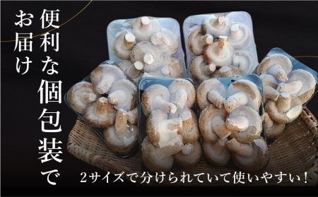 《先行予約》なかだファーム 肉厚生しいたけ 1.1kg 椎茸 個包装  [Q1380x]