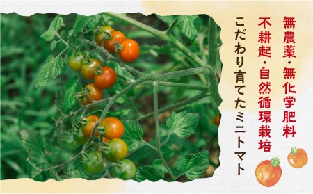 8月 10月発送 期間限定 彩り鮮やか固定種ミニトマトセット 1 5kg 不耕起栽培 産地直送 岐阜県飛騨市 ふるさと納税サイト ふるなび