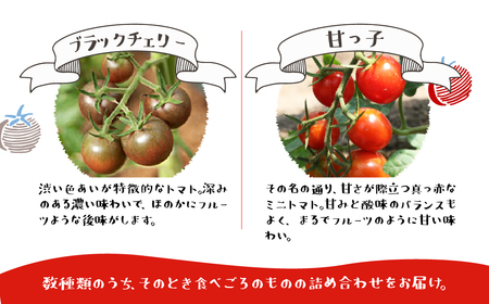 先行予約《夏季限定》令和7年産  雪解け水で育ったカラフルな濃厚ミニトマト 2kg [A0008_25] syun116