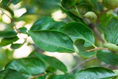 柿の葉茶｜岐阜県産 自家製健康茶 若葉100% 有機肥料 おすすめ 大袋 [1339]