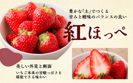 2026年1月以降発送】 自宅用 いちご 紅ほっぺ 1kg (250g × 4p