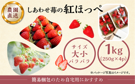 2026年1月以降発送】 自宅用 いちご 紅ほっぺ 1kg (250g × 4p