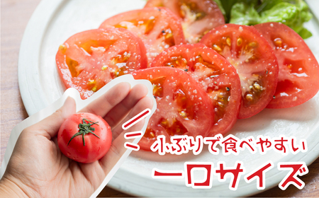 【2026年10月～発送】大容量 トマト 2kg 訳あり トマト ポットファクトリー