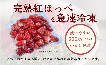 【2025年夏発送】《 訳あり 》急速冷凍いちご 紅ほっぺ 1kg (500g × 2p) 簡易梱包 サイズ 不揃い のため 訳あり 訳アリ フルーツ 果物 苺 いちご イチゴ アイス ヨーグルト 苺 family農園 子ども 小分け 家庭用 国産 産地直送 岐阜県 本巣市 8000円 8千円 [mt1560]