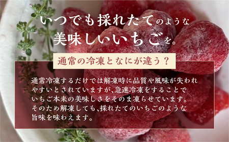 【2025年夏発送】《 訳あり 》急速冷凍いちご 紅ほっぺ 1kg (500g × 2p) 簡易梱包 サイズ 不揃い のため 訳あり 訳アリ フルーツ 果物 苺 いちご イチゴ アイス ヨーグルト 苺 family農園 子ども 小分け 家庭用 国産 産地直送 岐阜県 本巣市 8000円 8千円 [mt1560]