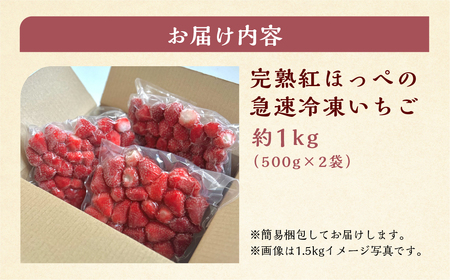 【2025年夏発送】《 訳あり 》急速冷凍いちご 紅ほっぺ 1kg (500g × 2p) 簡易梱包 サイズ 不揃い のため 訳あり 訳アリ フルーツ 果物 苺 いちご イチゴ アイス ヨーグルト 苺 family農園 子ども 小分け 家庭用 国産 産地直送 岐阜県 本巣市 8000円 8千円 [mt1560]