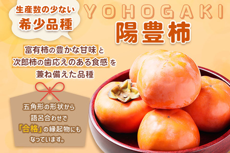 [先行予約] 令和8年産 陽豊柿 2Lサイズ 12個入り《2026年11月上旬より発送予定》 かき 陽豊 フルーツ カキ 果物 くだもの 産地直送 高橋柿ファーム 岐阜県 本巣市 10000円 1万 [mt480_26]	