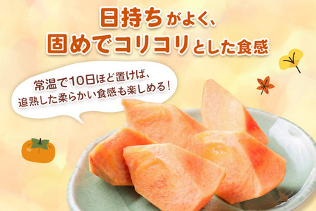 [先行予約] 令和8年産 陽豊柿 2Lサイズ 12個入り《2026年11月上旬より発送予定》 かき 陽豊 フルーツ カキ 果物 くだもの 産地直送 高橋柿ファーム 岐阜県 本巣市 10000円 1万 [mt480_26]	