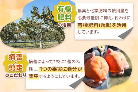[先行予約] 令和8年産 陽豊柿 2Lサイズ 12個入り《2026年11月上旬より発送予定》 かき 陽豊 フルーツ カキ 果物 くだもの 産地直送 高橋柿ファーム 岐阜県 本巣市 10000円 1万 [mt480_26]	