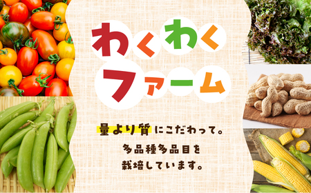 《先行予約》2025年5月～以降発送 とうもろこし 8本 約3kg おおもの オオモノ トウモロコシ 黄色 農園 産地直送 野菜 BBQ バーベキュー 簡易梱包 岐阜県産 本巣市 朝採れ 新鮮 やさい 数量限定 冷蔵 わくわくファーム 令和7年産