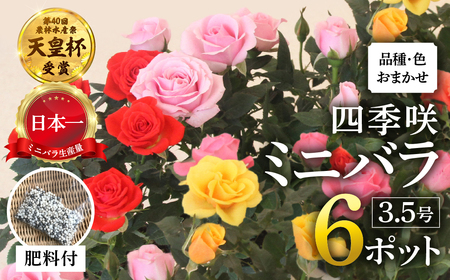 産地直送 おまかせミニバラ6鉢詰め合わせ [11月～4月 お届け] 品種おまかせのため 訳あり 訳アリ 四季咲き ミニバラ 花 家庭菜園 生産量 日本一 天皇杯 3.5号鉢 ポット苗 肥料付 ※沖縄 離島配送不可 薔薇 セントラルローズ