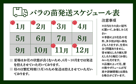 産地直送 おまかせミニバラ6鉢詰め合わせ [11月～4月 お届け] 品種おまかせのため 訳あり 訳アリ 四季咲き ミニバラ 花 家庭菜園 生産量 日本一 天皇杯 3.5号鉢 ポット苗 肥料付 ※沖縄 離島配送不可 薔薇 セントラルローズ
