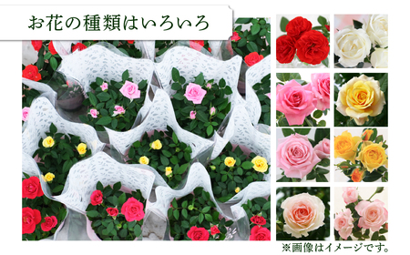 産地直送 おまかせミニバラ6鉢詰め合わせ [11月～4月 お届け] 品種おまかせのため 訳あり 訳アリ 四季咲き ミニバラ 花 家庭菜園 生産量 日本一 天皇杯 3.5号鉢 ポット苗 肥料付 ※沖縄 離島配送不可 薔薇 セントラルローズ