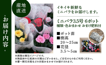 産地直送 おまかせミニバラ6鉢詰め合わせ [11月～4月 お届け] 品種おまかせのため 訳あり 訳アリ 四季咲き ミニバラ 花 家庭菜園 生産量 日本一 天皇杯 3.5号鉢 ポット苗 肥料付 ※沖縄 離島配送不可 薔薇 セントラルローズ