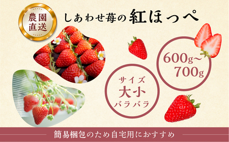 先行予約 自宅用 いちご 紅ほっぺ 600-700g [しあわせ苺] サイズ バラバラ のため 訳あり 訳アリ 農園直送 フルーツ 大粒 スイーツ 苺 イチゴ 大人 人気 簡易梱包 家庭用 産地直送 いちご 激甘 送料無料 岐阜県 本巣市 【202409_フルーツ先行予約】いちご [mt206]