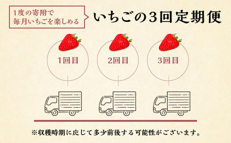 定期便 いちご 600g - 700g 3回 いちご
