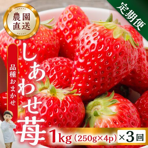【定期便3回】【2027年1月より発送開始】自宅用 いちご 1kg (250g × 4p ）family農園watanabe