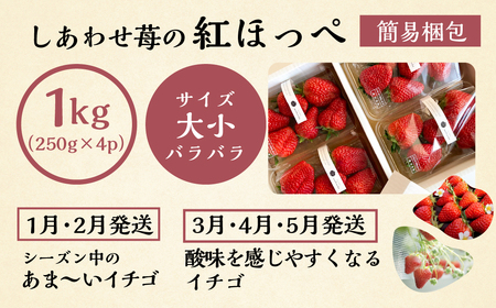 【定期便3回】【2027年1月より発送開始】いちご贅沢 紅ほっぺ 1kg ( 250g × 4p ) しあわせ苺 サイズ バラバラ 訳あり 訳アリ 含む 農園直送 フルーツ 苺 イチゴ 人気 本巣市 果物 先行予約 family農園watanabe [mt211_26] family農園watanabe