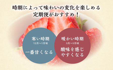【定期便3回】【2027年1月より発送開始】いちご贅沢 紅ほっぺ 1kg ( 250g × 4p ) しあわせ苺 サイズ バラバラ 訳あり 訳アリ 含む 農園直送 フルーツ 苺 イチゴ 人気 本巣市 果物 先行予約 family農園watanabe [mt211_26] family農園watanabe