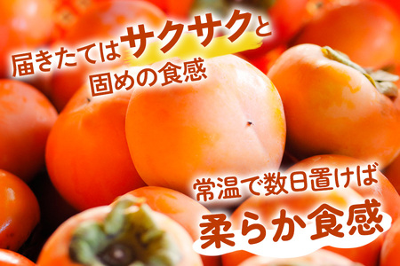 [先行予約] 丸金青果 富有柿 2Lサイズ(12個入) 低温追熟【甘みがきわだつ 低温追熟した富有柿をお届け】12月下旬より順次発送 [0629]