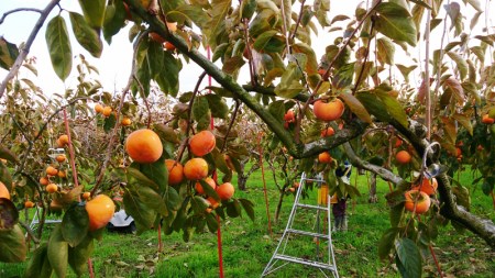 [先行予約]《柿の王様》 加藤果樹園 の富有柿Lサイズ14個入り 11月中旬～12月上旬発送予定 [1039]