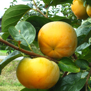 [先行予約] 令和8年産 太秋柿 3Lサイズ 10個入り《2026年10月上旬より発送予定》｜かき 太秋 フルーツ カキ 果物 くだもの 産地直送 高橋柿ファーム 岐阜県 本巣市 15000円 [mt1305_26]	