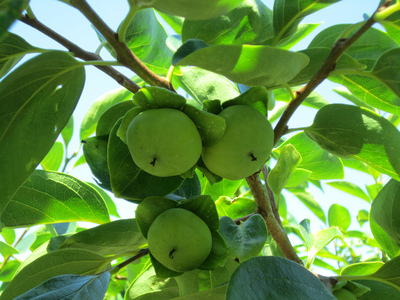 [先行予約] 令和8年産 太秋柿 3Lサイズ 10個入り《2026年10月上旬より発送予定》｜かき 太秋 フルーツ カキ 果物 くだもの 産地直送 高橋柿ファーム 岐阜県 本巣市 15000円 [mt1305_26]	