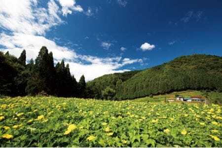 新・発酵飲料　はだ恵り