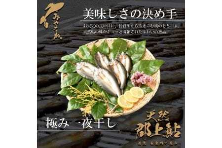 天然鮎専門店みやちかの【天然鮎一夜干し】長良川郡上鮎　5匹