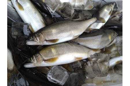 郡上鮎 子持1キロ10本前後