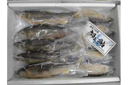 郡上鮎 子持1キロ10本前後