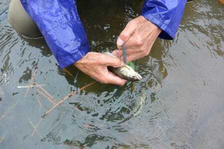 郡上鮎 子持1キロ10本前後