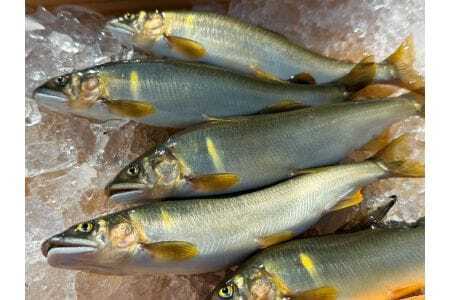 【先行予約】和良鮎(冷凍大きめサイズ7~8匹入り)