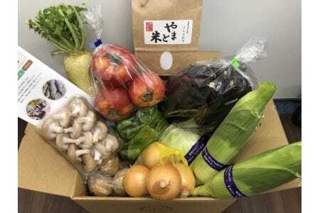 【野菜の定期便・年3回】 現地直送！新鮮な季節のお野菜とお米のセット 米 野菜 米 白米 米