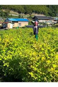 郡上産 生えごま油【A-221】