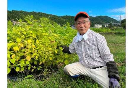 郡上産 えごまのあえごろも（ペースト）【A-222】