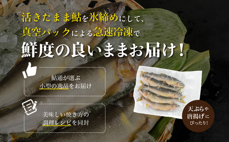 【先行予約】(2026年7月上旬頃から発送)幻の弓掛鮎 5尾以上 鮎通が選ぶ小型の逸品!【冷凍パック】【107-3】