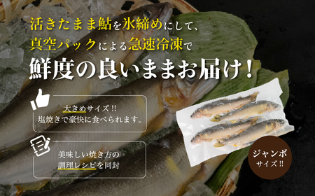 【先行予約】（2026年8月中旬頃から発送）幻の弓掛鮎 4尾以上 大型 ジャンボ【冷凍パック】【107-4】