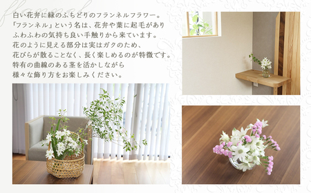 先行予約【2026年2月配送】フランネルフラワー（切り花）花束 1束（60輪）約30本 プレゼント 下呂市 岐阜県 生花 馬瀬 ネイティブフラワー【114-1【2】】