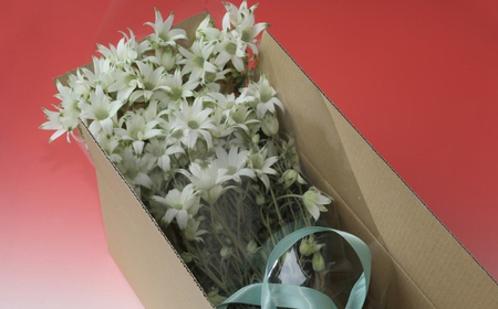 先行予約【2026年4月配送】フランネルフラワー（切り花）花束 1束（60輪）約30本 プレゼント 下呂市 岐阜県 生花 馬瀬 ネイティブフラワー【114-1【4】】