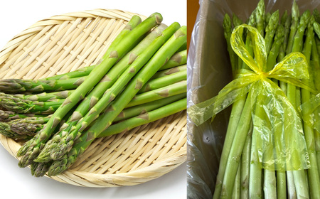 先行予約(2026年5月から順次発送)高級アスパラガス 隆至の龍 500g(約25本入り)レギュラーサイズ【119-3】