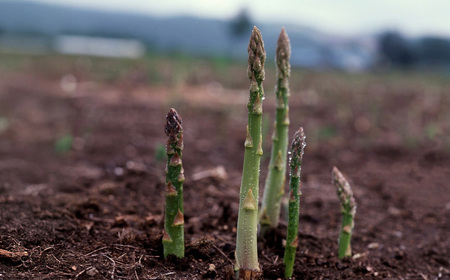 先行予約(2026年5月から順次発送)高級アスパラガス 隆至の龍 500g(約25本入り)レギュラーサイズ【119-3】