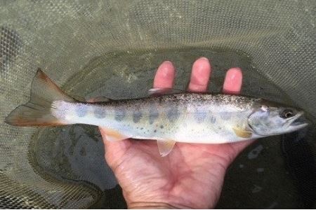 【令和6年】益田川雑魚年券≪解禁日3月1日(金)≫ 渓流釣り 釣り券 釣り つり 下呂市 つり券 あまご いわな 2024年【35-2】