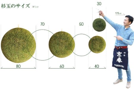 日本酒ライフに彩りを！杉玉直径40cm。自宅やお店のインテリアに。【67
