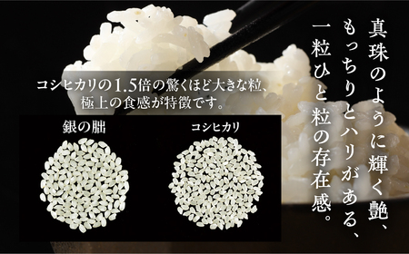 【新米予約受付】銀の朏【定期便】 5kg×12回【2024年産米】≪テレビで紹介!!幻の米≫ 皇室献上米 化学肥料不使用 いのちの壱 5キロ×12か月（計 60キロ）定期 精米 お米 令和6年産 銀のみかづき ぎんのみかづき （隔月 や 配送月が選べる）【13-24】