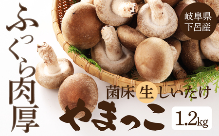 予約受付【期間限定】（2024年11月から順次発送）菌床生椎茸　詰め合わせ 1.2kg しいたけ シイタケ 生しいたけ 下呂温泉【71-3】椎茸 生椎茸 菌床椎茸 しいたけ